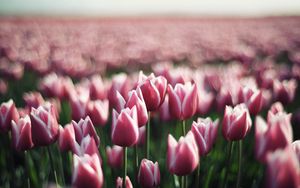 Preview wallpaper tulips, flowers, plantation, greenery