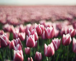 Preview wallpaper tulips, flowers, plantation, greenery