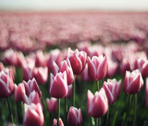 Preview wallpaper tulips, flowers, plantation, greenery