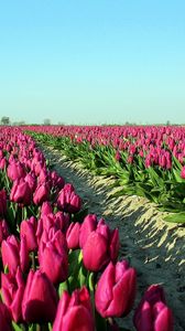 Preview wallpaper tulips, flowers, plantation, sky, road, shadow