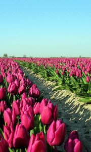 Preview wallpaper tulips, flowers, plantation, sky, road, shadow