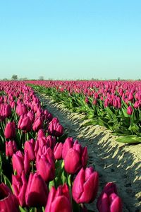 Preview wallpaper tulips, flowers, plantation, sky, road, shadow