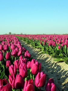 Preview wallpaper tulips, flowers, plantation, sky, road, shadow