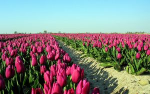 Preview wallpaper tulips, flowers, plantation, sky, road, shadow