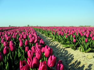 Preview wallpaper tulips, flowers, plantation, sky, road, shadow