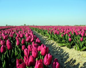 Preview wallpaper tulips, flowers, plantation, sky, road, shadow