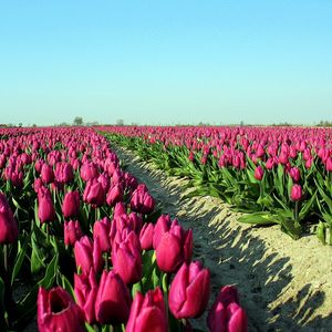 Preview wallpaper tulips, flowers, plantation, sky, road, shadow