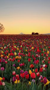 Preview wallpaper tulips, flowers, plantation, horizon, nature