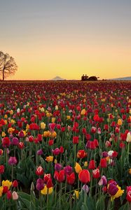 Preview wallpaper tulips, flowers, plantation, horizon, nature