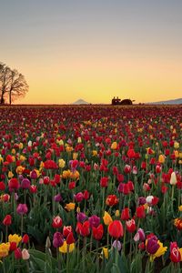 Preview wallpaper tulips, flowers, plantation, horizon, nature