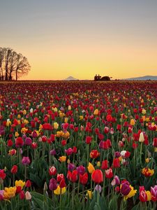 Preview wallpaper tulips, flowers, plantation, horizon, nature