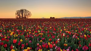 Preview wallpaper tulips, flowers, plantation, horizon, nature