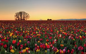 Preview wallpaper tulips, flowers, plantation, horizon, nature