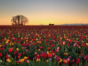 Preview wallpaper tulips, flowers, plantation, horizon, nature