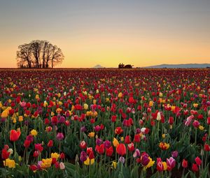 Preview wallpaper tulips, flowers, plantation, horizon, nature