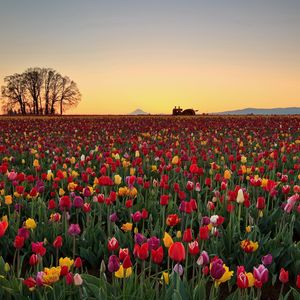 Preview wallpaper tulips, flowers, plantation, horizon, nature