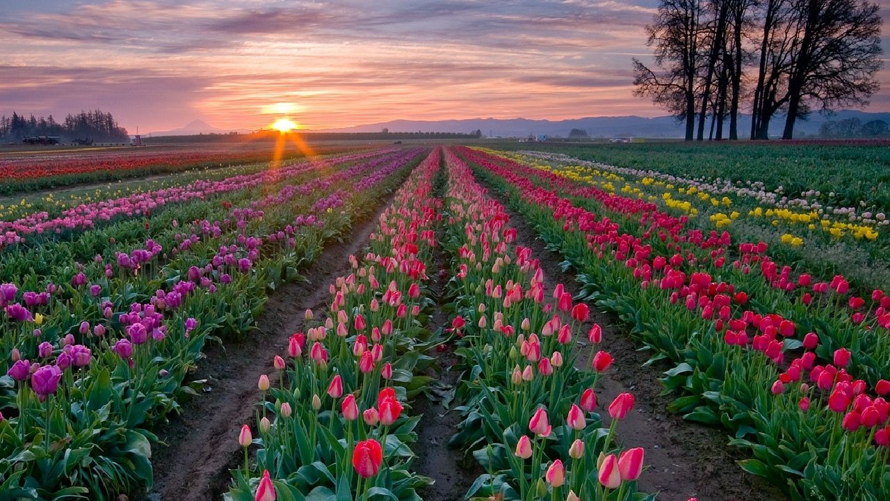 Wallpaper tulips, flowers, plantation, rows, trees, sky, sunset