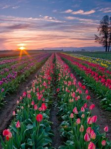 Preview wallpaper tulips, flowers, plantation, rows, trees, sky, sunset