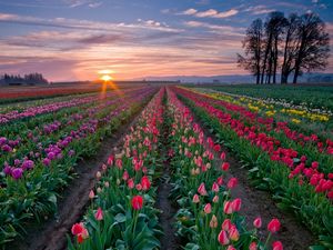 Preview wallpaper tulips, flowers, plantation, rows, trees, sky, sunset