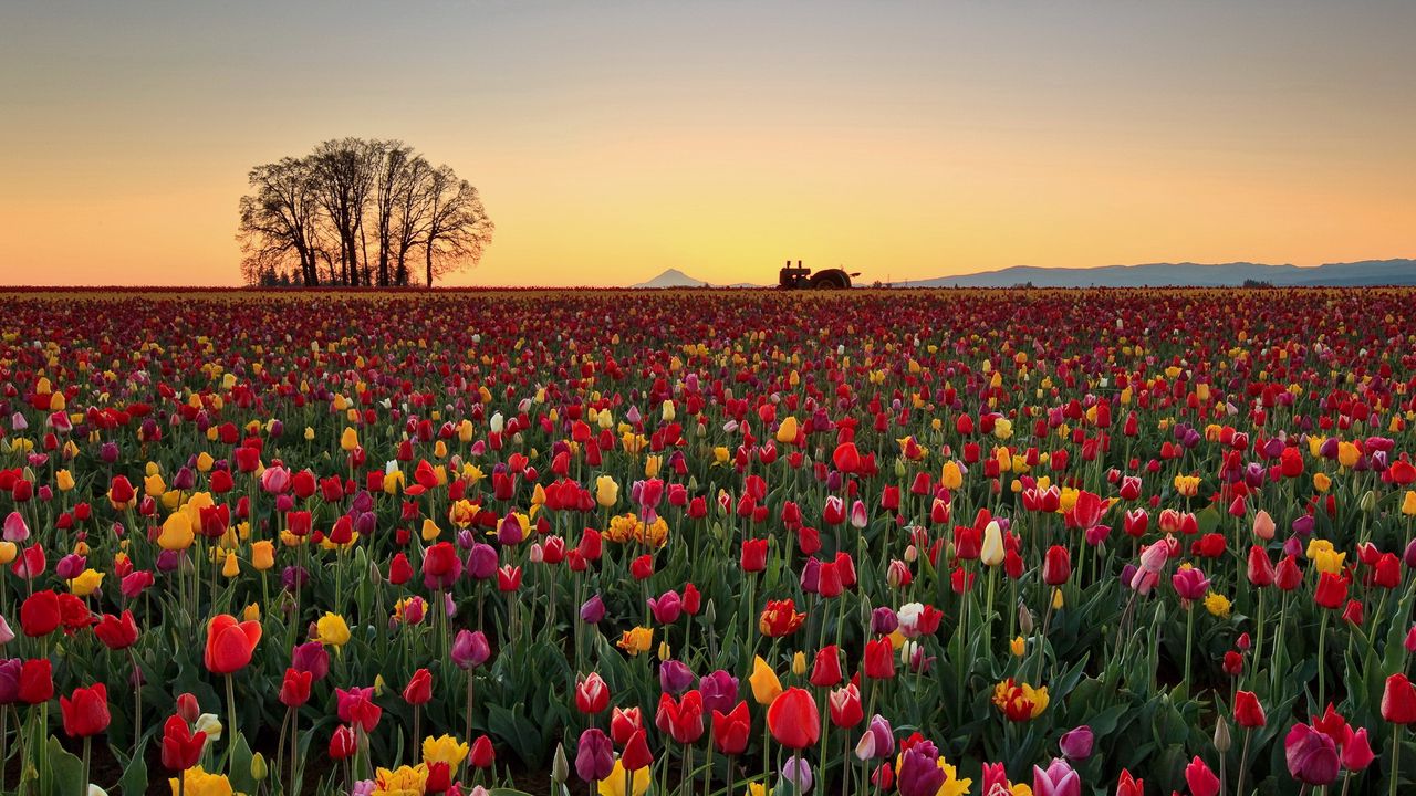 Wallpaper tulips, flowers, plantation, horizon, nature hd, picture, image