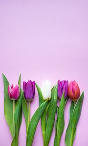 Preview wallpaper tulips, flowers, plants, bloom, spring