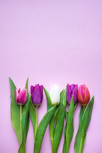 Preview wallpaper tulips, flowers, plants, bloom, spring
