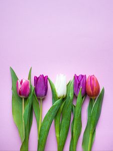 Preview wallpaper tulips, flowers, plants, bloom, spring