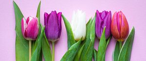 Preview wallpaper tulips, flowers, plants, bloom, spring