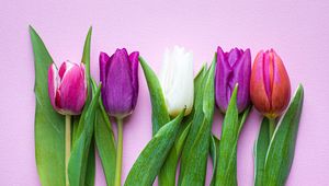 Preview wallpaper tulips, flowers, plants, bloom, spring