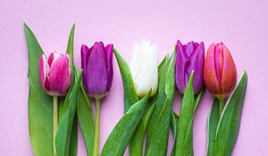 Preview wallpaper tulips, flowers, plants, bloom, spring