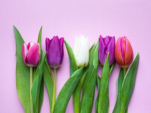 Preview wallpaper tulips, flowers, plants, bloom, spring