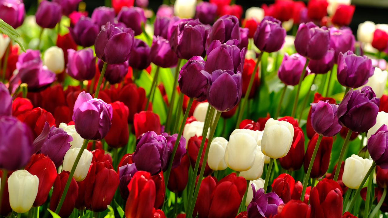 Wallpaper Tulips, Flowers, Plants, Colorful Hd, Picture, Image