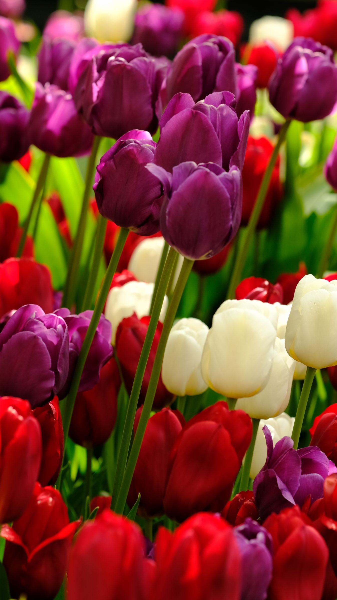 Tulips Wallpaper Images  Free Download on Freepik