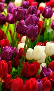 Preview wallpaper tulips, flowers, plants, colorful