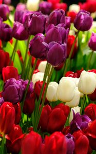 Preview wallpaper tulips, flowers, plants, colorful