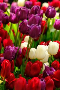 Preview wallpaper tulips, flowers, plants, colorful