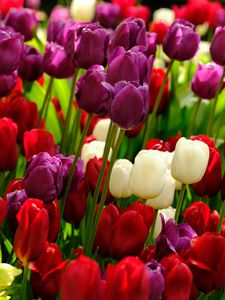 Preview wallpaper tulips, flowers, plants, colorful