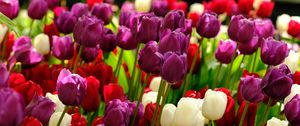 Preview wallpaper tulips, flowers, plants, colorful