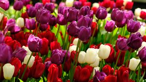 Preview wallpaper tulips, flowers, plants, colorful