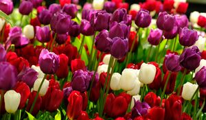 Preview wallpaper tulips, flowers, plants, colorful