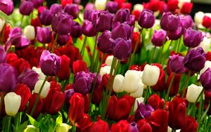Preview wallpaper tulips, flowers, plants, colorful