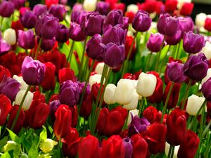 Preview wallpaper tulips, flowers, plants, colorful