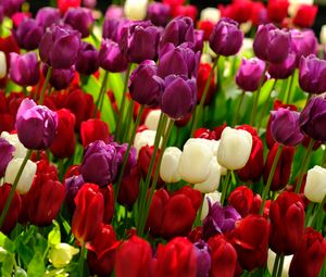 Preview wallpaper tulips, flowers, plants, colorful
