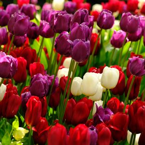 Preview wallpaper tulips, flowers, plants, colorful