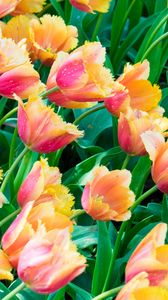 Preview wallpaper tulips, flowers, plants, leaves