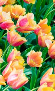 Preview wallpaper tulips, flowers, plants, leaves