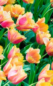 Preview wallpaper tulips, flowers, plants, leaves