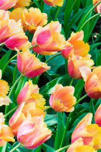 Preview wallpaper tulips, flowers, plants, leaves