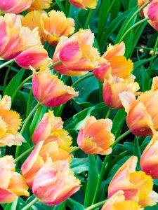 Preview wallpaper tulips, flowers, plants, leaves
