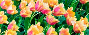 Preview wallpaper tulips, flowers, plants, leaves